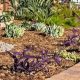 drought-tolerant-landscape