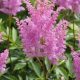 astilbe