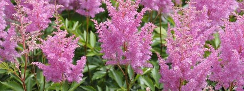 astilbe