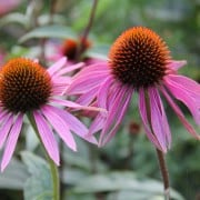 purple cone flower example of perennial blooms