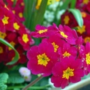 English Primroses