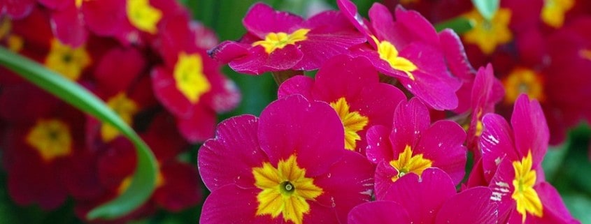English Primroses