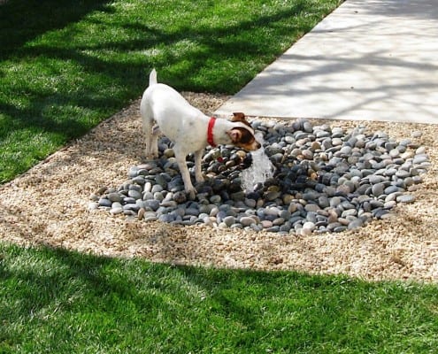 Fountain Water Coming From Ground with Dog Drinking