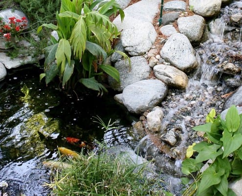 Koi pond with fish and water fall