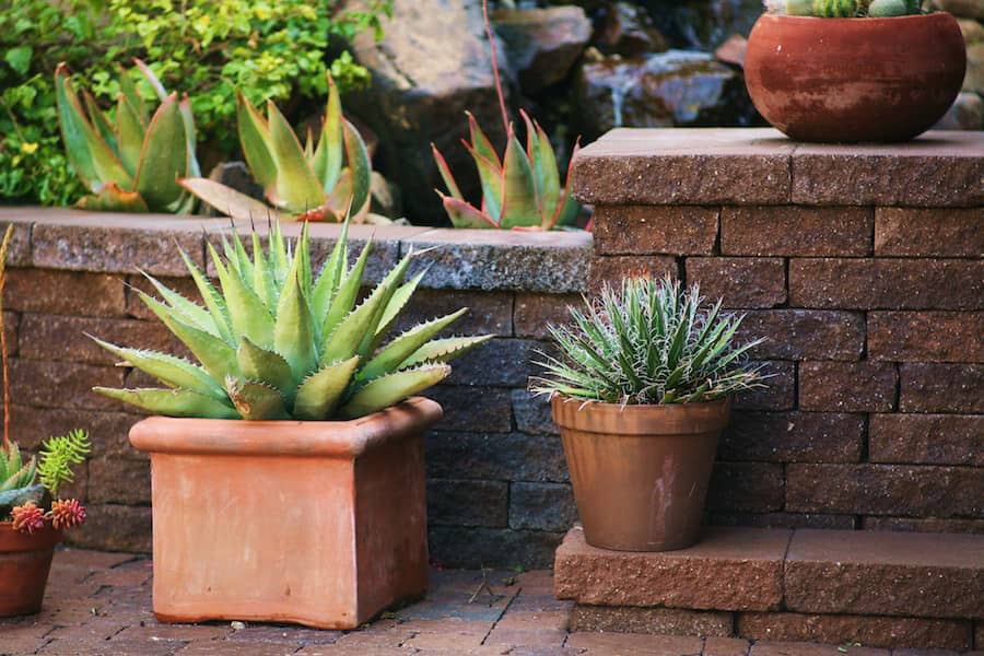 Mediterranean Drought Resistant Plants