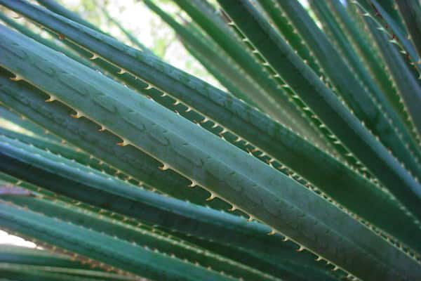 Cacti Backyard Garden