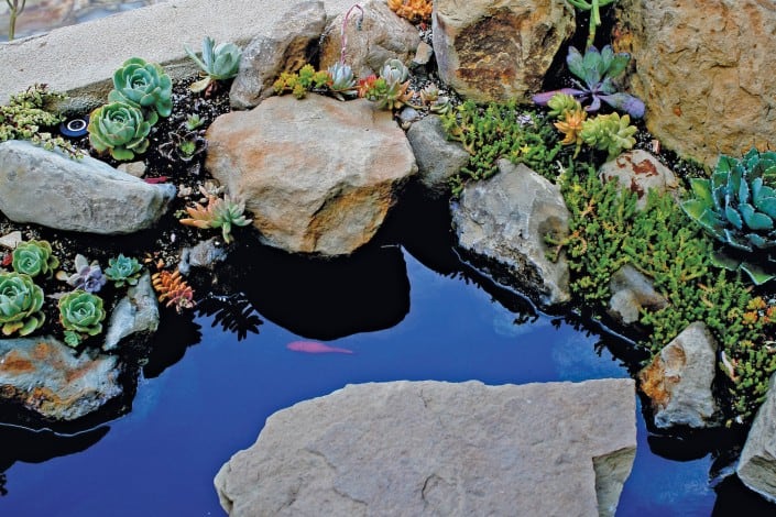 Water Features with Fish