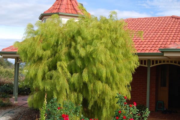 Lime Magik Tree Next to Red Clay Roof