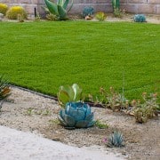 Drought Tolerant Plant