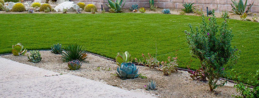 Drought Tolerant Plant