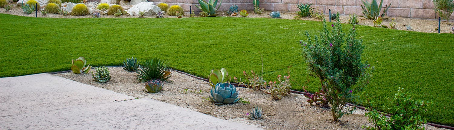 Drought Tolerant Plant