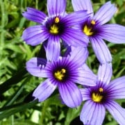 Blue Eyed Grass California Native Plant