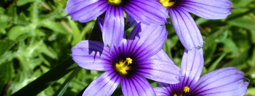 Blue Eyed Grass California Native Plant