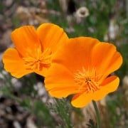 California Poppy