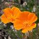 California Poppy