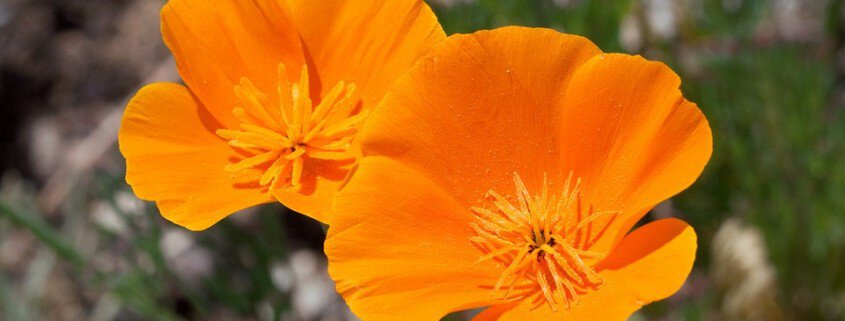 California Poppy