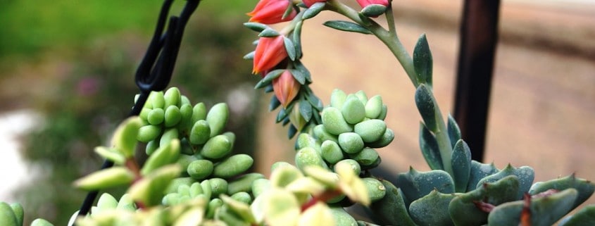 Water Saving Tips for Your Landscape