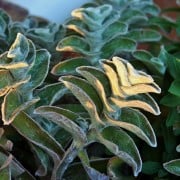 Lambs Ear Deer Resistant Plant