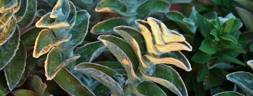 Lambs Ear Deer Resistant Plant