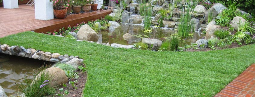 planting grass for landscaping design