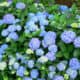 Hydrangea plant with flowers for landscaping design