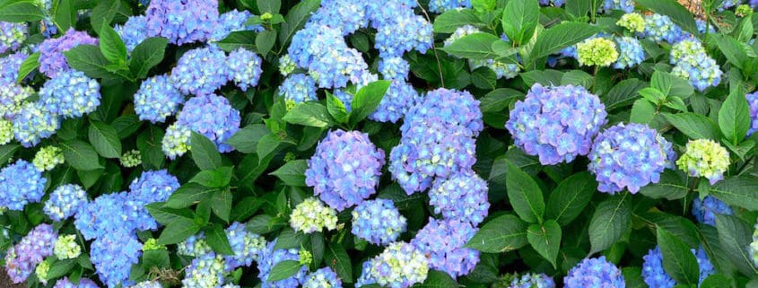 Hydrangea plant with flowers for landscaping design