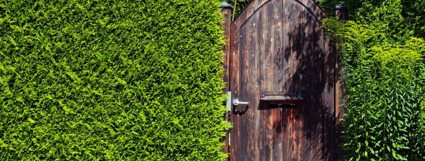 Privacy Hedge landscaping design for outdoor