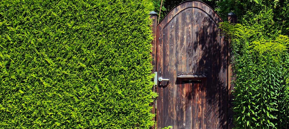 Privacy Hedge landscaping design for outdoor