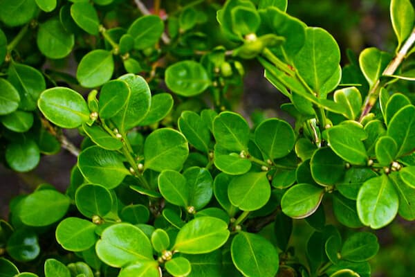 boxwood bush for landscaping ideas