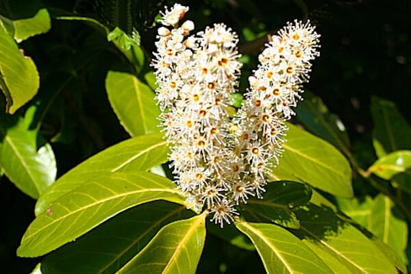 cherry laurel flower for landscaping design