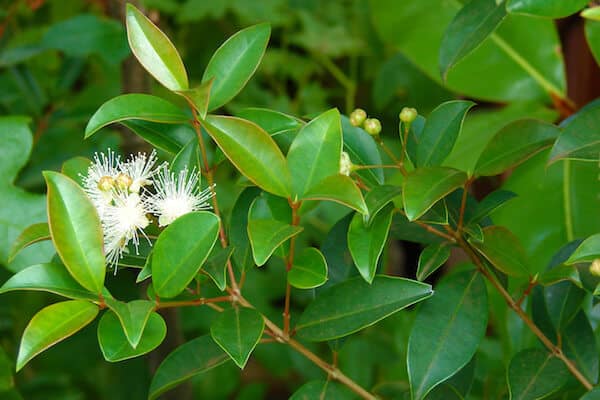 eugenia lower for landscaping design