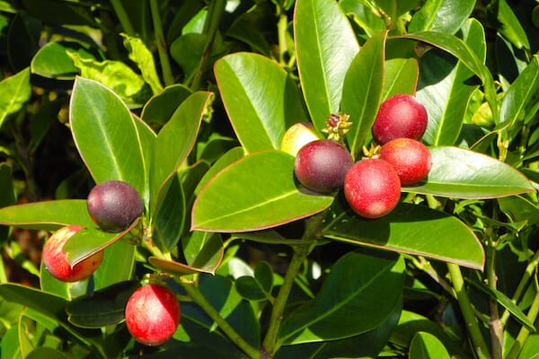 ficus nitida seeding flower for landscaping design