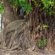 ficus tree roots for landscaping design