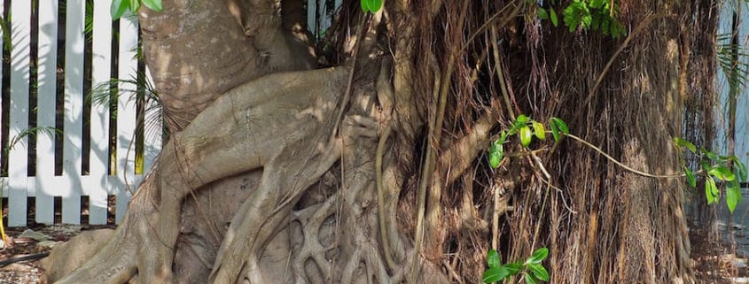 ficus tree roots for landscaping design