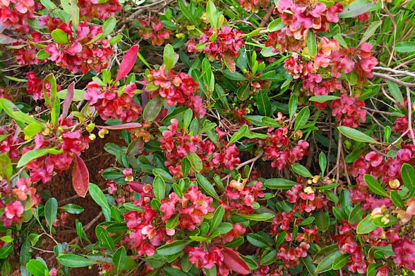 hopseed bush for landscaping design