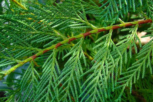 italian cypress plant for landscaping design