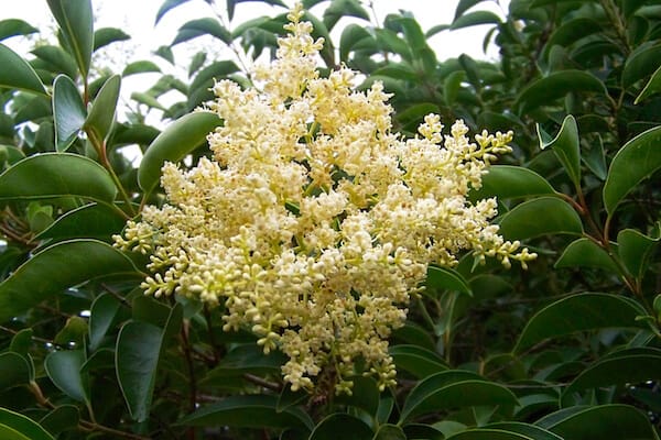 privet flower for landscaping design