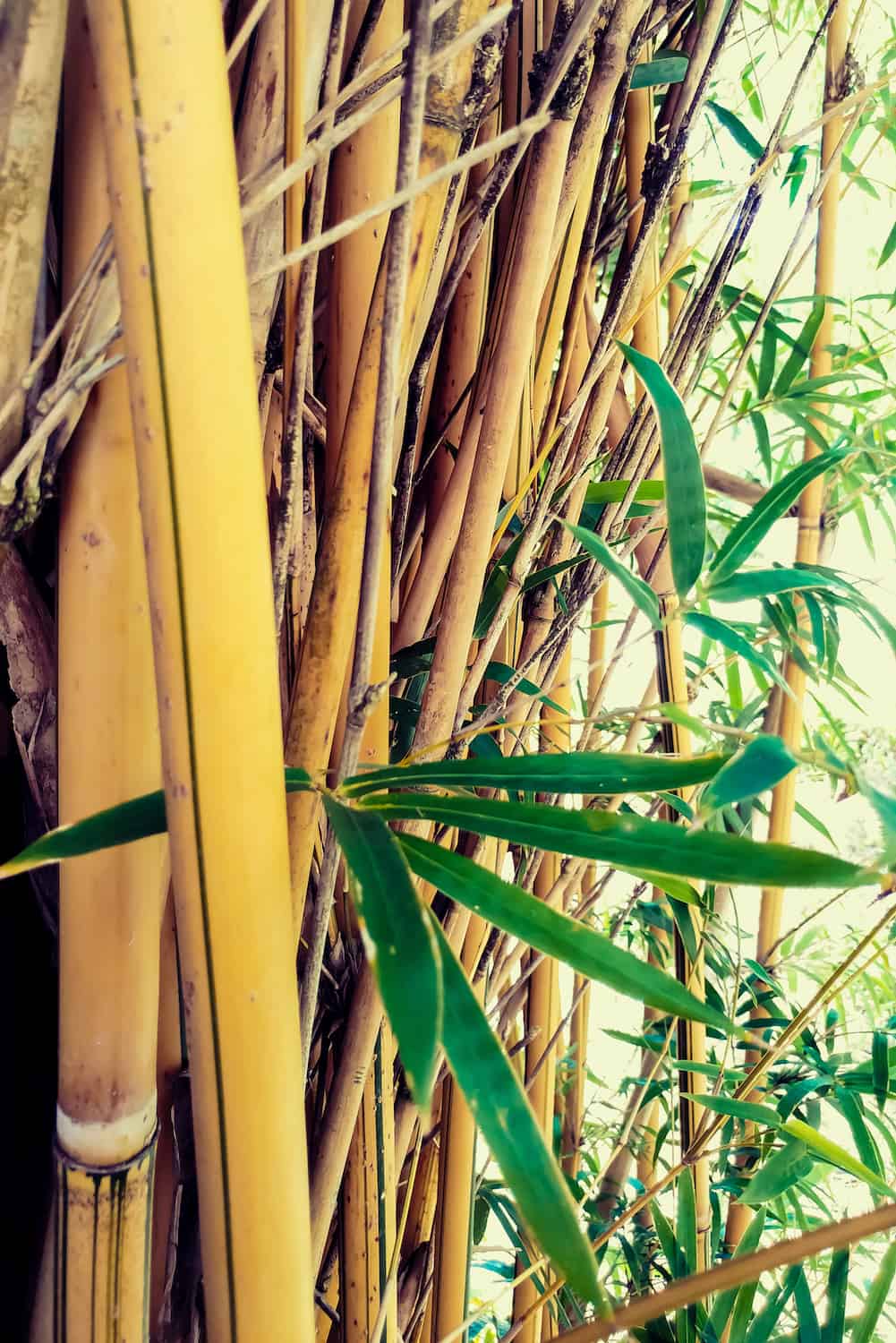 Alphonse Karr Clumping Bamboo for landscaping design