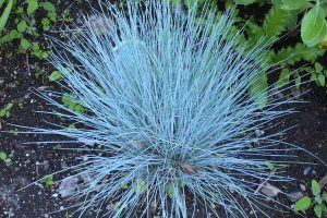 Mod Monochromatic Plants