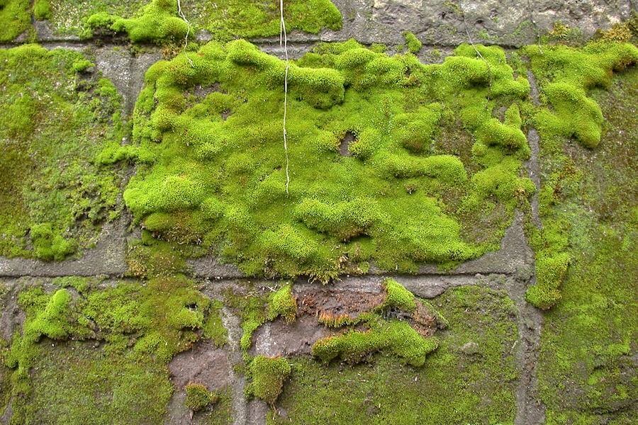 zen moss in need of landscaping renovation