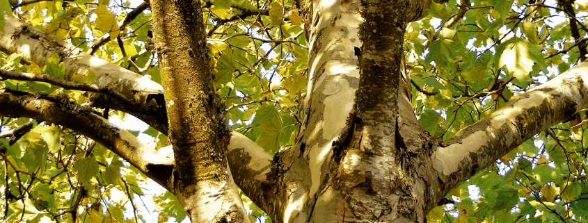sycamore shade trees