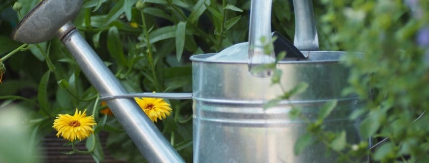 garden water pitcher with sunflower design