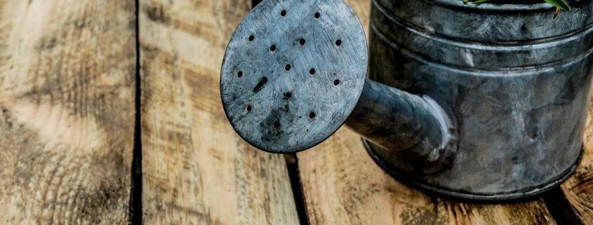 watering plants