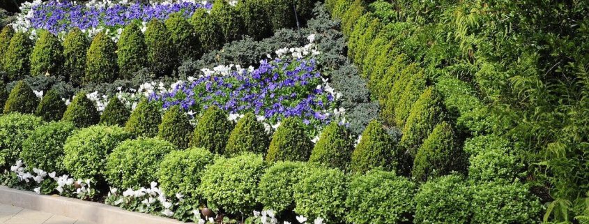 A Springtime Hedge with Flowers