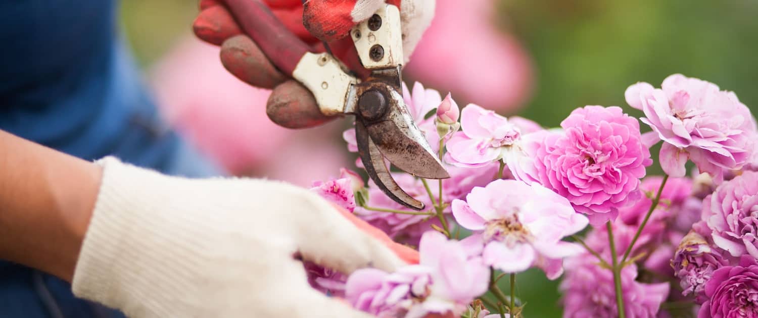 Closeup of hands in white gloves and secateurs pruning rose flowers