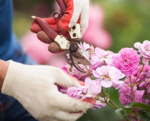 Closeup of hands in white gloves and secateurs pruning rose flowers