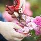 Closeup of hands in white gloves and secateurs pruning rose flowers