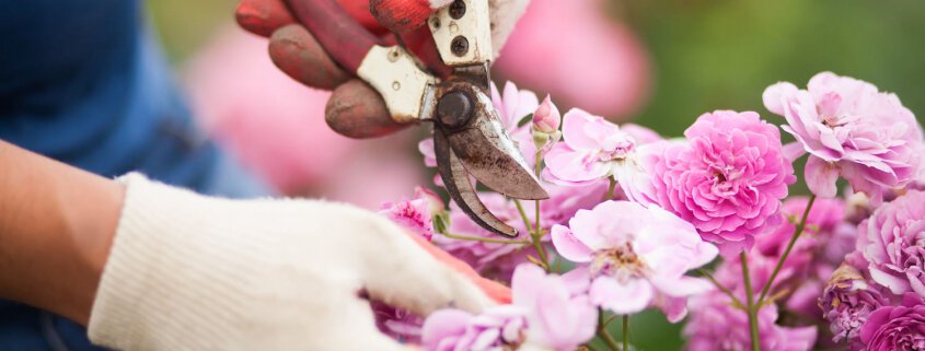 Closeup of hands in white gloves and secateurs pruning rose flowers