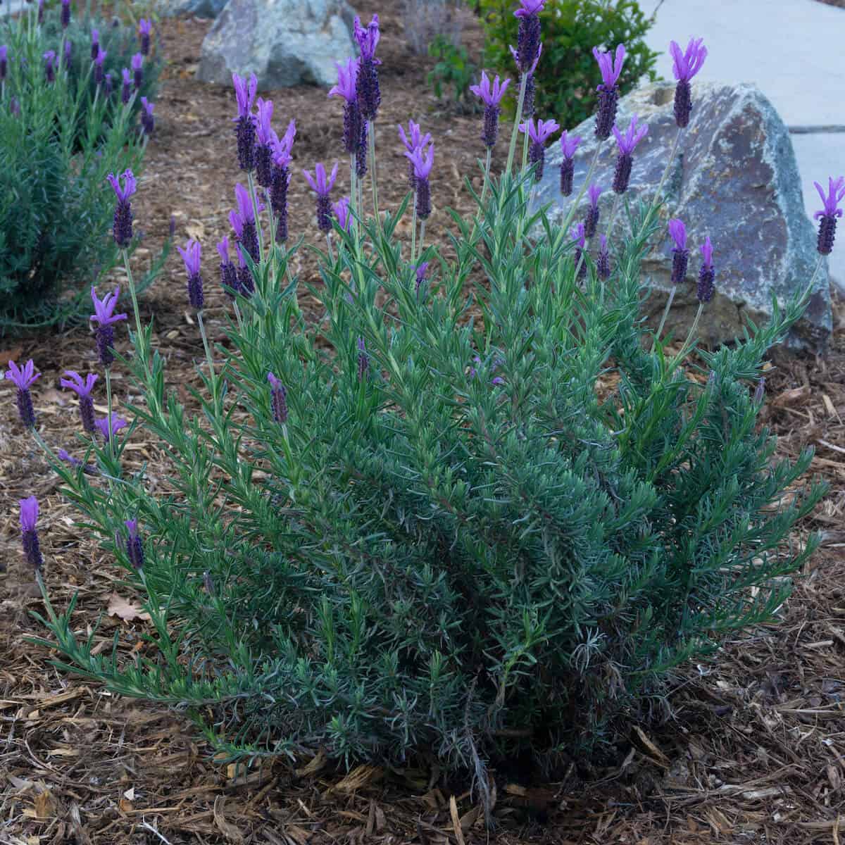 Lavender bush that has been properly maintained by "thinning"