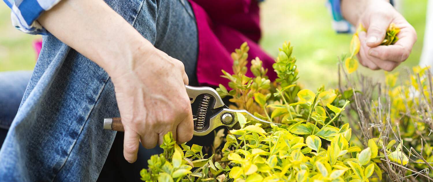 Woman pruning a bush